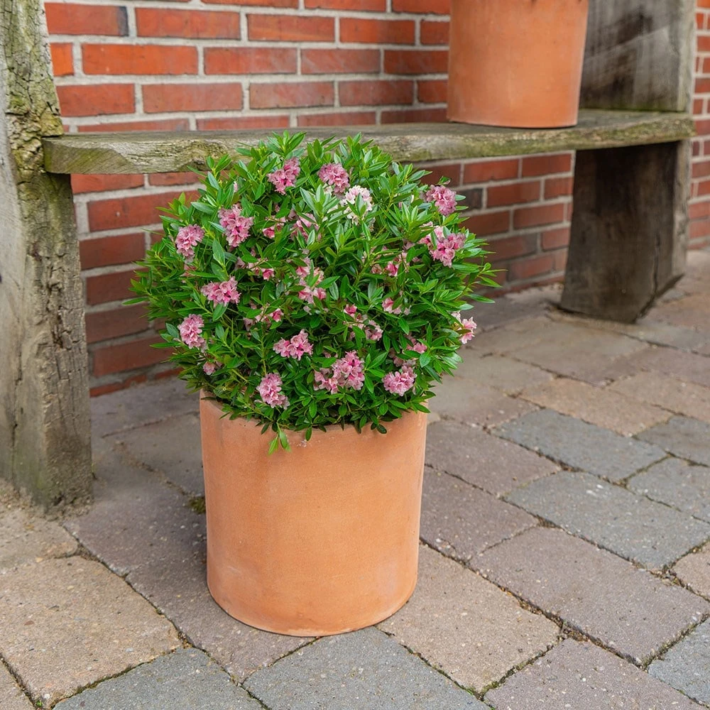 Rhododendron Bloombux Magenta ('Microhirs9') (PBR) 4 Rhododendron Bloombux Magenta ('Microhirs9') (PBR) - Image 4