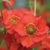 Geum 'Blazing Sunset'