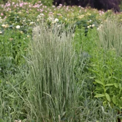 Calamagrostis × Acutiflora 'Overdam' -Cheap Plants Store pl2000045813 card3 lg