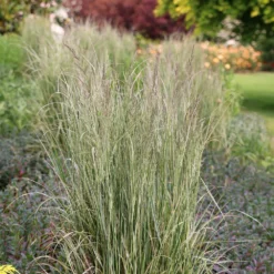 Calamagrostis × Acutiflora 'Overdam' -Cheap Plants Store pl2000045813 card4 lg