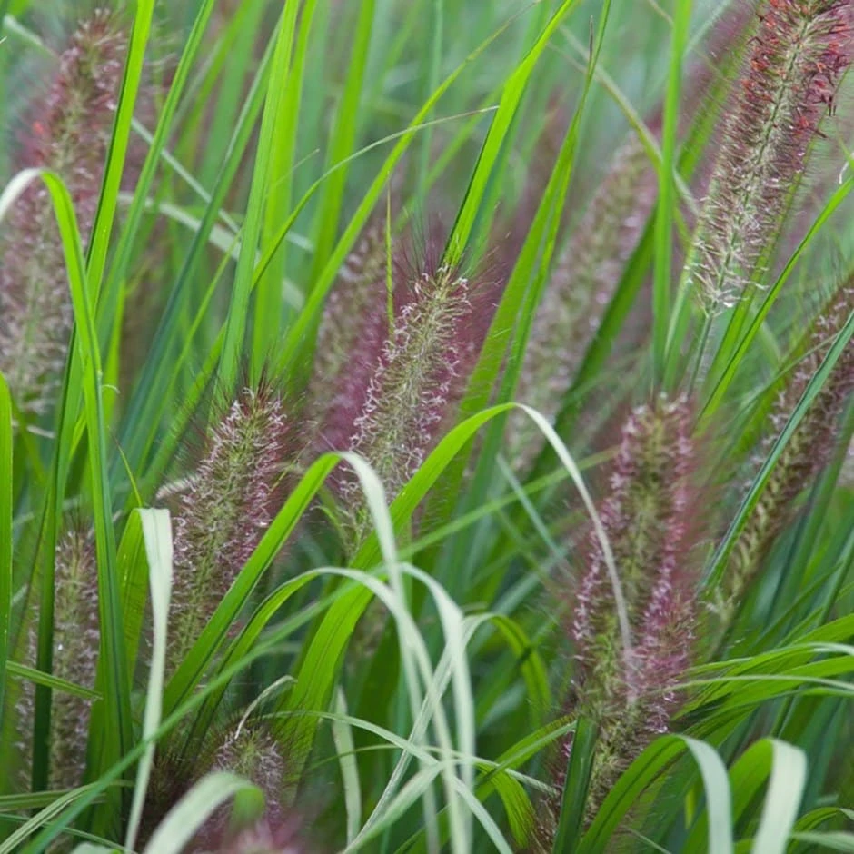Pennisetum Alopecuroides 'Red Head' 1 Pennisetum Alopecuroides 'Red Head'