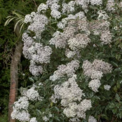 Olearia Macrodonta -Cheap Plants Store pl2000045908 card3 lg