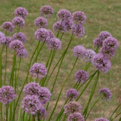 Allium Angulosum 'Summer Beauty' 5 Allium Angulosum 'Summer Beauty' -Cheap Plants Store pl2000045940 card3 lg