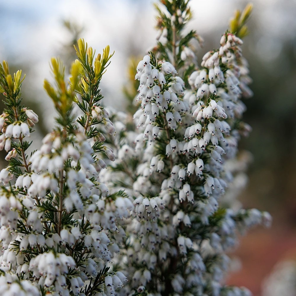 Erica × Veitchii 'Gold Tips' 2 Erica × Veitchii 'Gold Tips' - Image 2