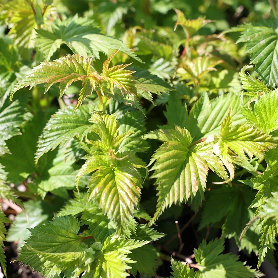 Stephanandra Tanakae 1 Stephanandra Tanakae