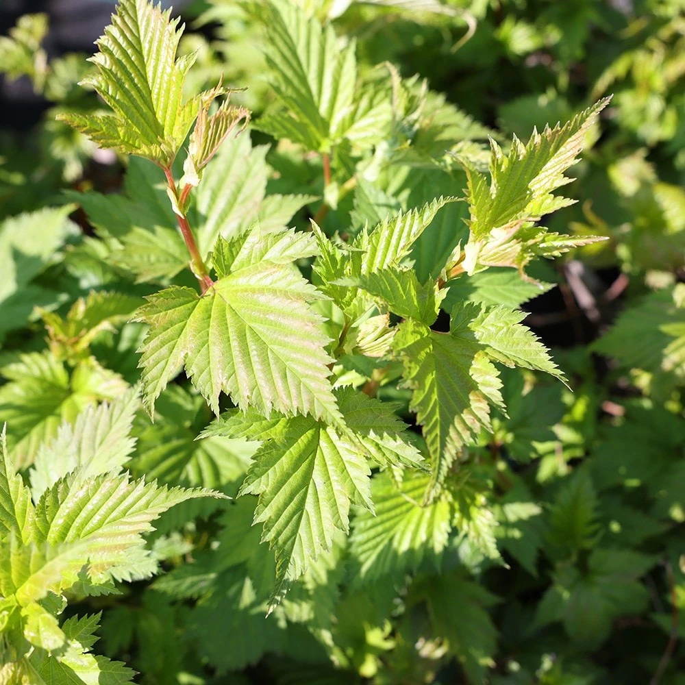 Stephanandra Tanakae 2 Stephanandra Tanakae - Image 2