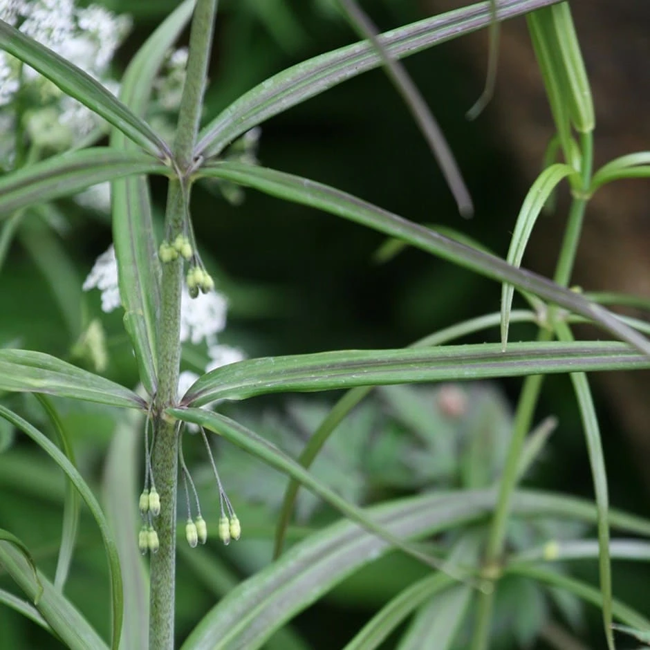 Polygonatum verticillatum 'Giant One' 1 Polygonatum verticillatum 'Giant One'