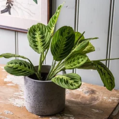 Maranta Leuconeura Var. Erythroneura 'Lemon Lime' -Cheap Plants Store pl2000046117 card3 lg