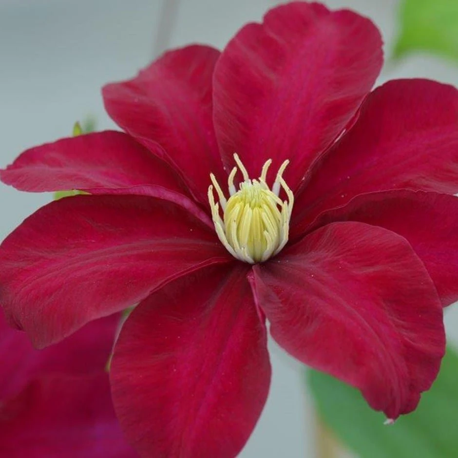 Clematis Issey ('Evipo081') (PBR) 1 Clematis Issey ('Evipo081') (PBR)