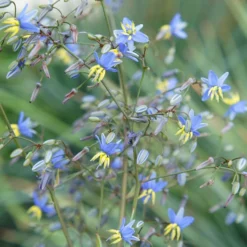 Dianella Revoluta Coolvista ('Allyn-Citation') (PBR) 5 Dianella Revoluta Coolvista ('Allyn-Citation') (PBR) -Cheap Plants Store pl2000046251 card3 lg