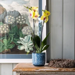 Phalaenopsis 'Miraflore'