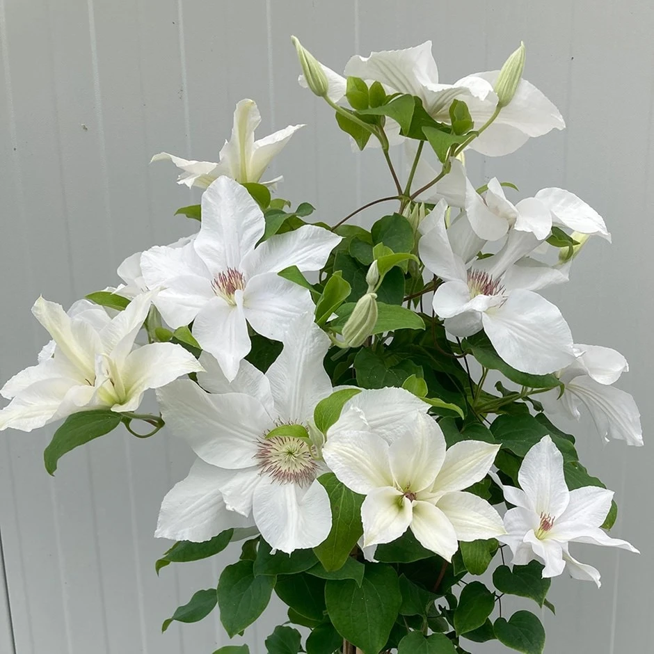 Clematis 'Guernsey Flute' 1 Clematis 'Guernsey Flute'