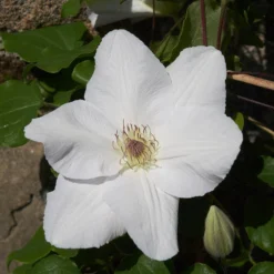 Clematis 'Guernsey Flute' 10 Clematis 'Guernsey Flute' -Cheap Plants Store pl2000046367 card5 lg