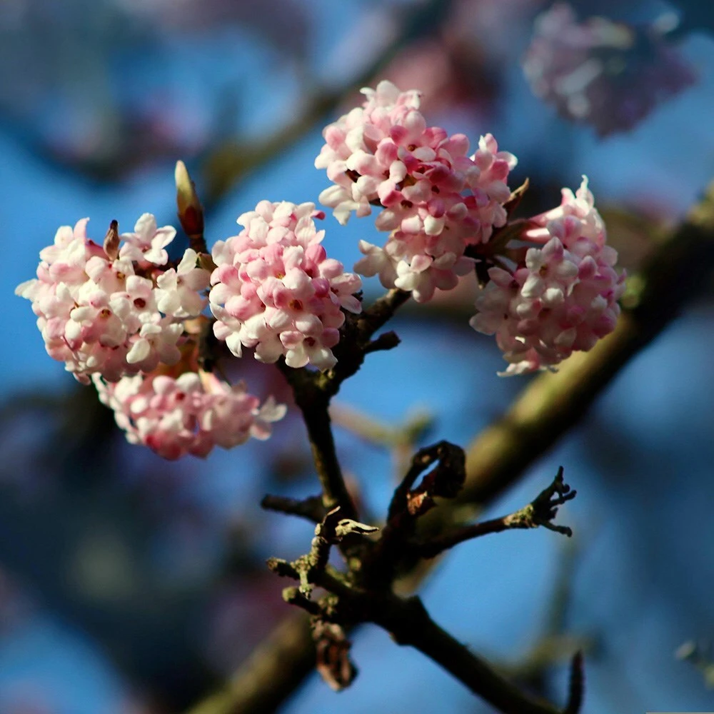 Viburnum Farreri 'December Dwarf' 2 Viburnum Farreri 'December Dwarf' - Image 2