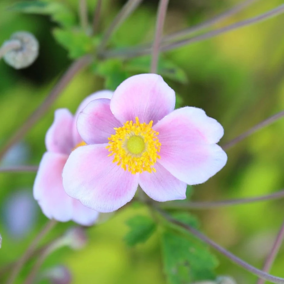 Anemone × Hybrida 'Loreley' 1 Anemone × Hybrida 'Loreley'