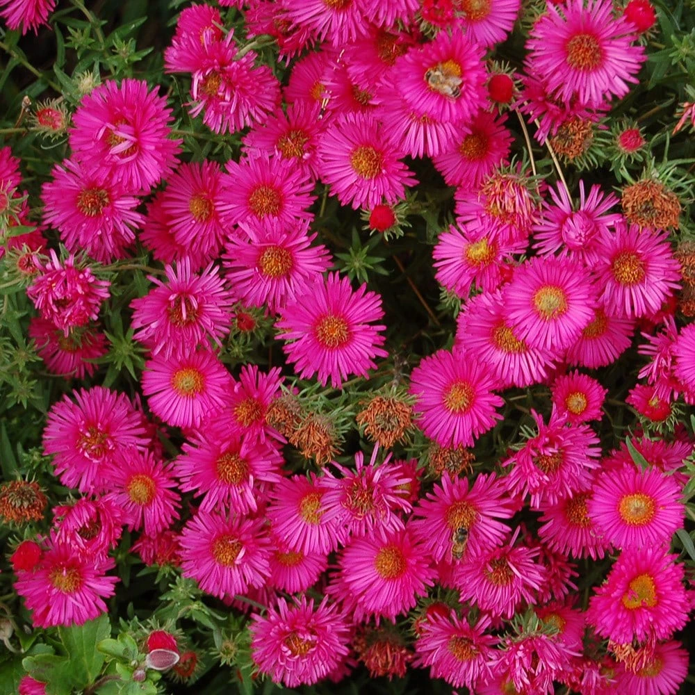 Symphyotrichum Novae-angliae 'Andenken An Alma Pötschke' 2 Symphyotrichum Novae-angliae 'Andenken An Alma Pötschke' - Image 2