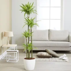 Dracaena Fragrans (Deremensis Group) 'Lemon Lime' -Cheap Plants Store pl2000046605 card3 lg