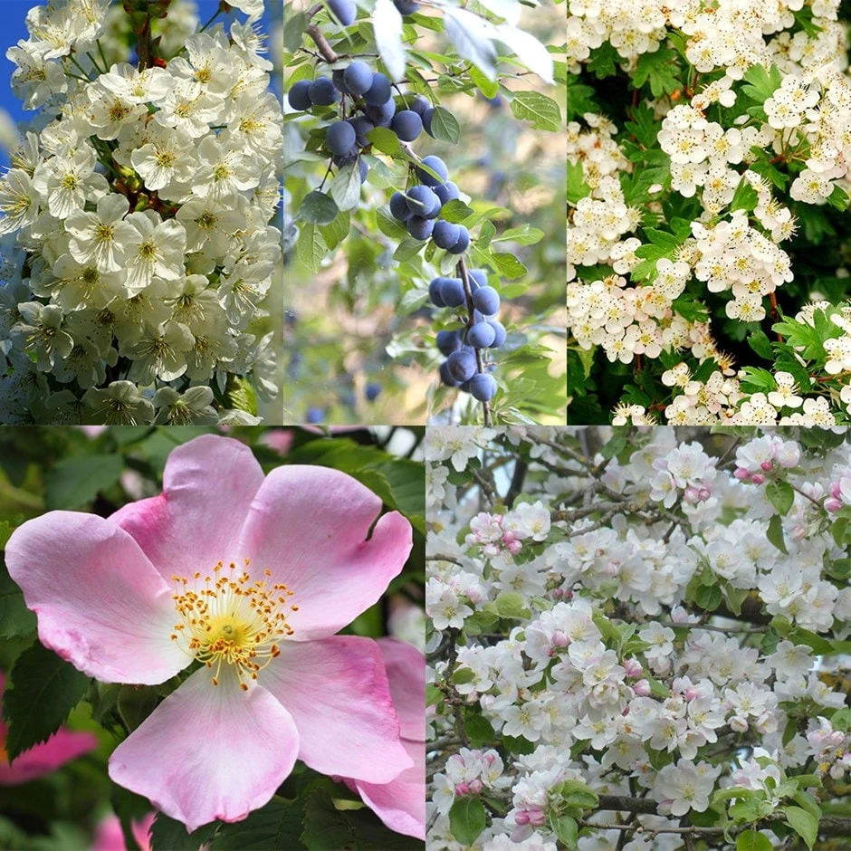 Flowering Species-rich Hedge Good For Wildlife 1 Flowering Species-rich Hedge Good For Wildlife