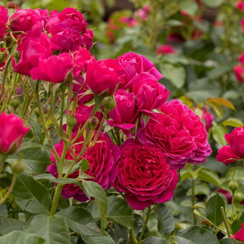 Rosa Soul ('Tan09651') (PBR) 2 Rosa Soul ('Tan09651') (PBR) - Image 2