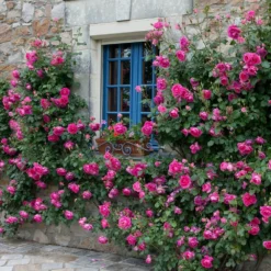 Rosa 'Pink Cloud' -Cheap Plants Store pl2000046632 card3 lg