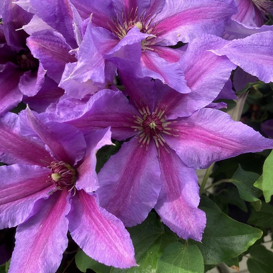 Clematis Tumaini ('Evigsy151') (PBR) 1 Clematis Tumaini ('Evigsy151') (PBR)