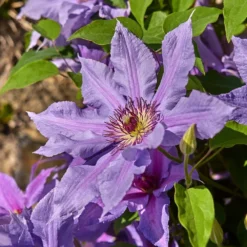 Clematis Tumaini ('Evigsy151') (PBR) 7 Clematis Tumaini ('Evigsy151') (PBR) -Cheap Plants Store pl2000046633 card3 lg