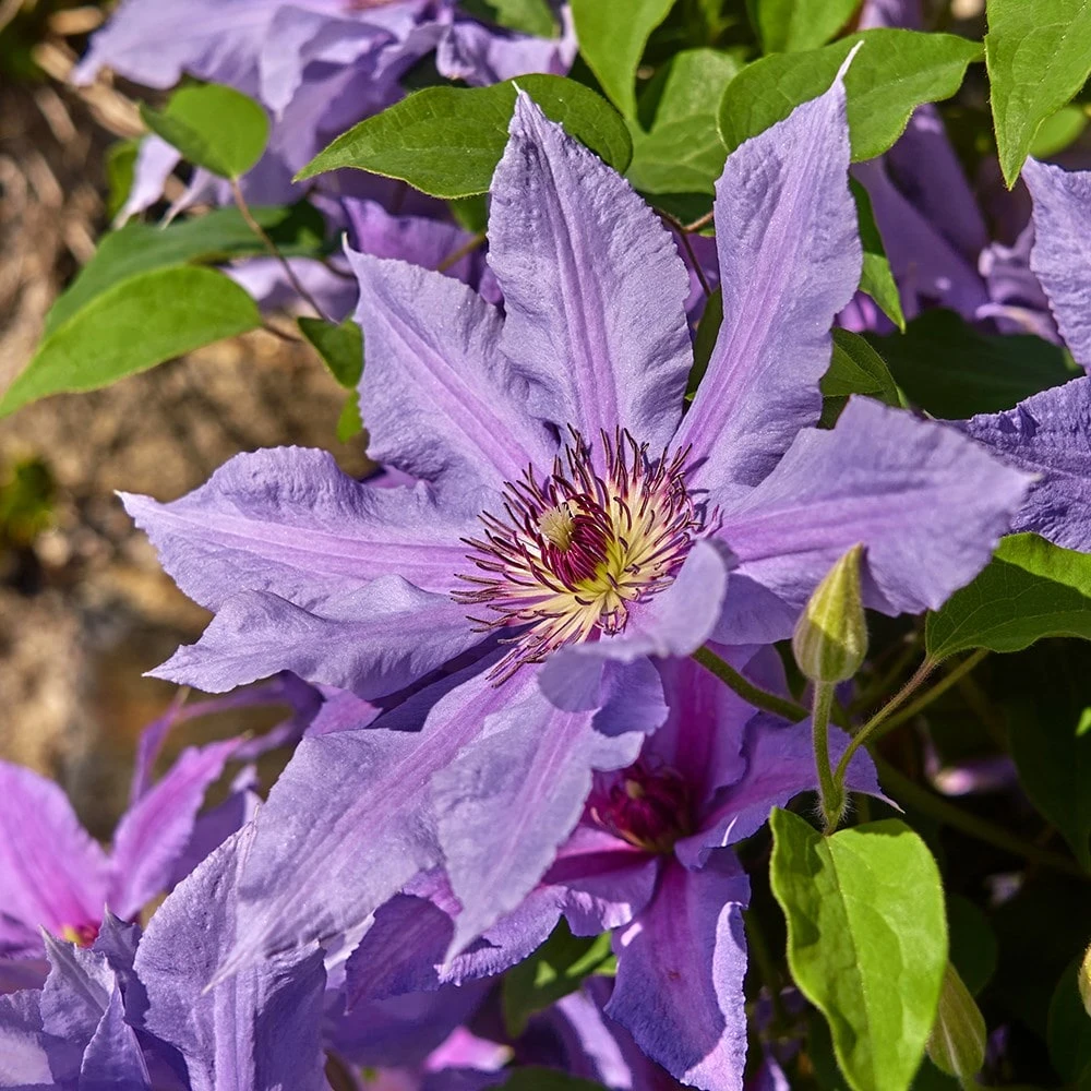Clematis Tumaini ('Evigsy151') (PBR) 3 Clematis Tumaini ('Evigsy151') (PBR) - Image 3
