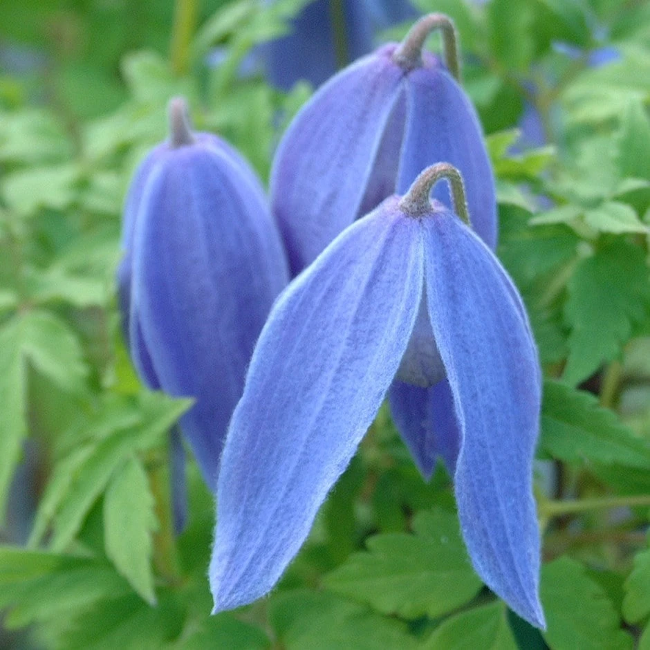 Clematis 'Bredon Blue' 1 Clematis 'Bredon Blue'