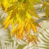 Acer 'Orange Lace' (PBR)