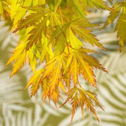 Acer 'Orange Lace' (PBR)