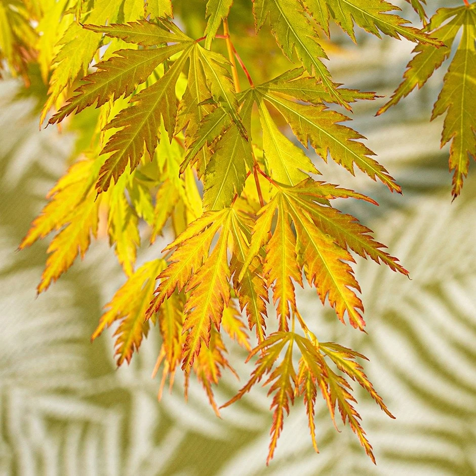 Acer 'Orange Lace' (PBR) 1 Acer 'Orange Lace' (PBR)