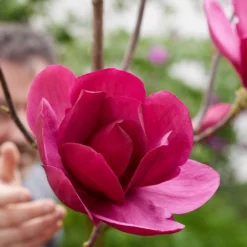 Magnolia 'Emperor' (PBR) 9 Magnolia 'Emperor' (PBR) -Cheap Plants Store pl2000046655 card4 lg