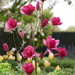 Magnolia 'Emperor' (PBR) 10 Magnolia 'Emperor' (PBR) -Cheap Plants Store pl2000046655 card5 lg