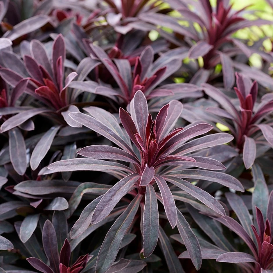 Euphorbia 'Miners Merlot' (PBR) 1 Euphorbia 'Miners Merlot' (PBR)