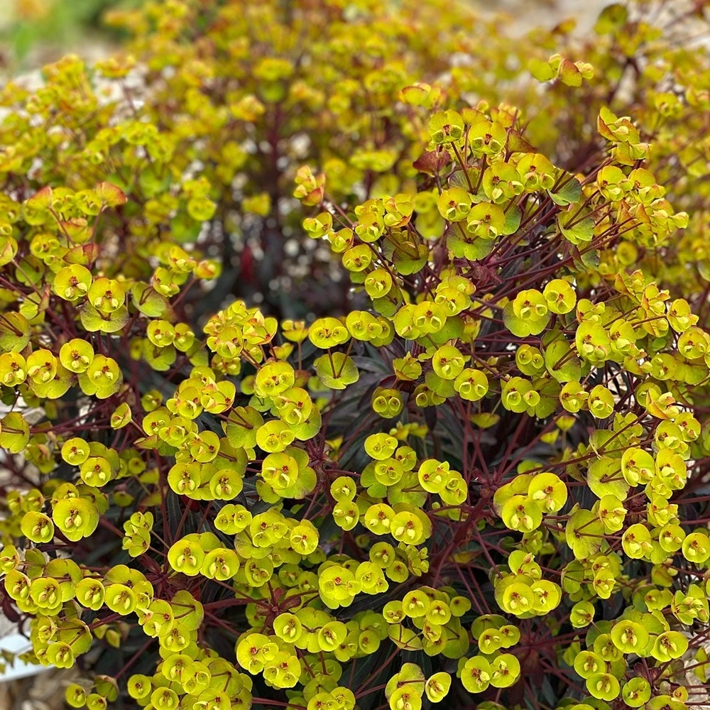 Euphorbia 'Miners Merlot' (PBR) 2 Euphorbia 'Miners Merlot' (PBR) - Image 2