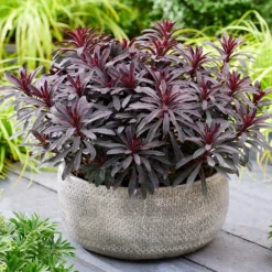 Euphorbia 'Miners Merlot' (PBR) 8 Euphorbia 'Miners Merlot' (PBR) -Cheap Plants Store pl2000046674 card3 lg