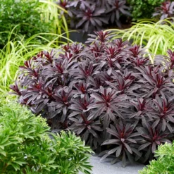 Euphorbia 'Miners Merlot' (PBR) 11 Euphorbia 'Miners Merlot' (PBR) -Cheap Plants Store pl2000046674 card6 lg