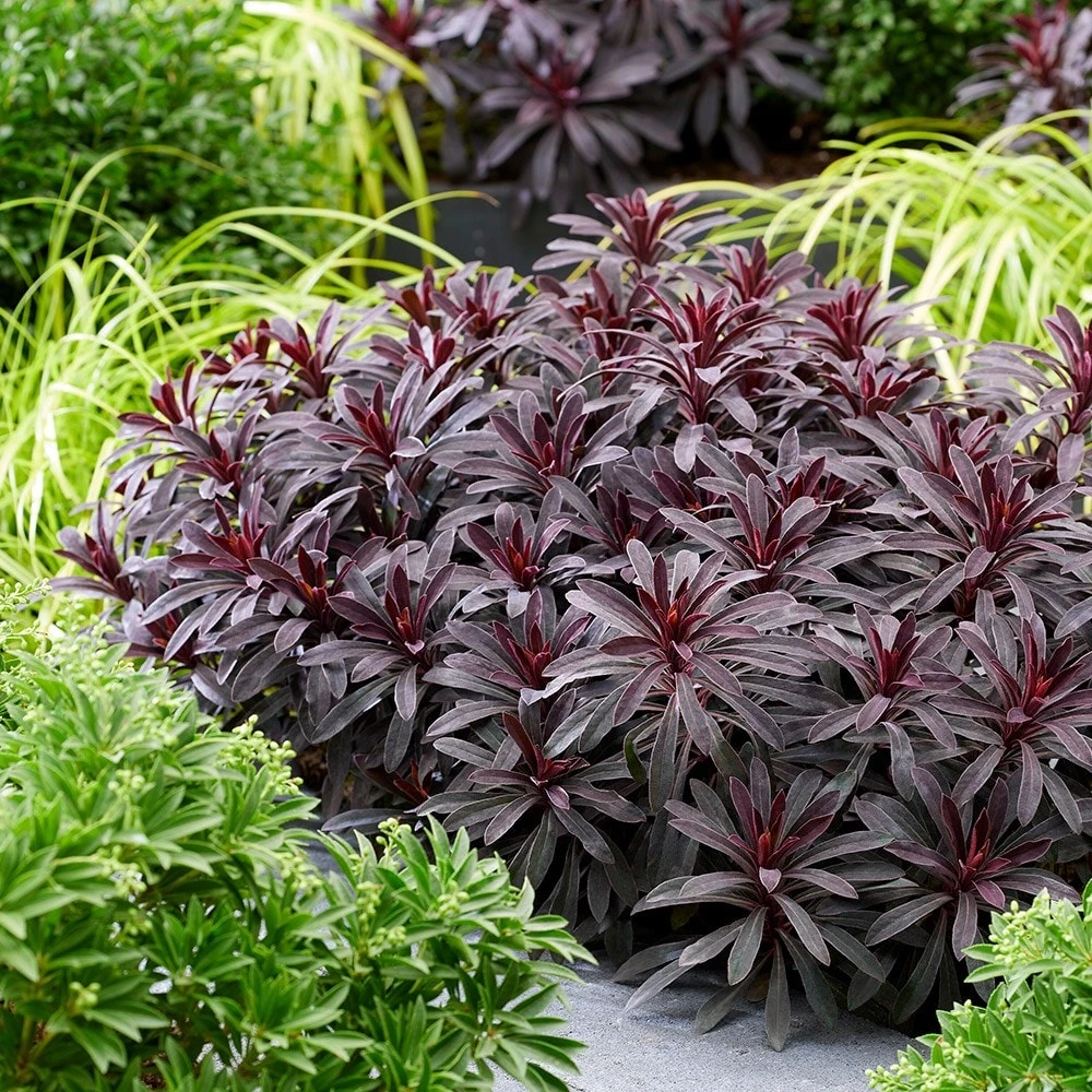 Euphorbia 'Miners Merlot' (PBR) 6 Euphorbia 'Miners Merlot' (PBR) - Image 6