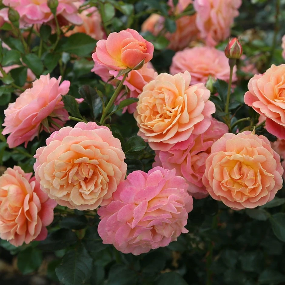 Rose Of The Year 2023Rosa Peach Melba 1 Rose Of The Year 2023Rosa Peach Melba