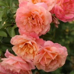 Rose Of The Year 2023Rosa Peach Melba 6 Rose Of The Year 2023Rosa Peach Melba -Cheap Plants Store pl2000046733 card3 lg