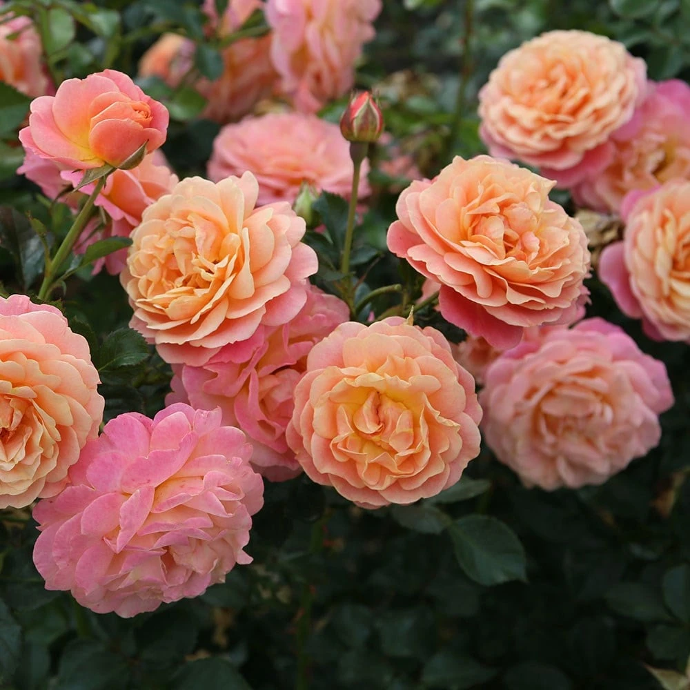 Rose Of The Year 2023Rosa Peach Melba 4 Rose Of The Year 2023Rosa Peach Melba - Image 4