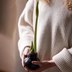 Wax Amaryllis -Cheap Plants Store pl2000046743 card3 lg