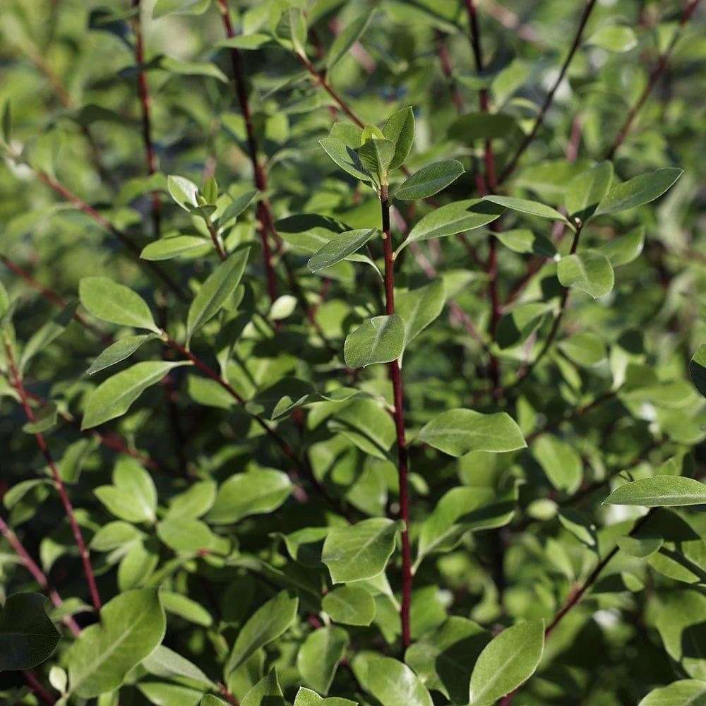 Pittosporum Tenuifolium 2 Pittosporum Tenuifolium - Image 2