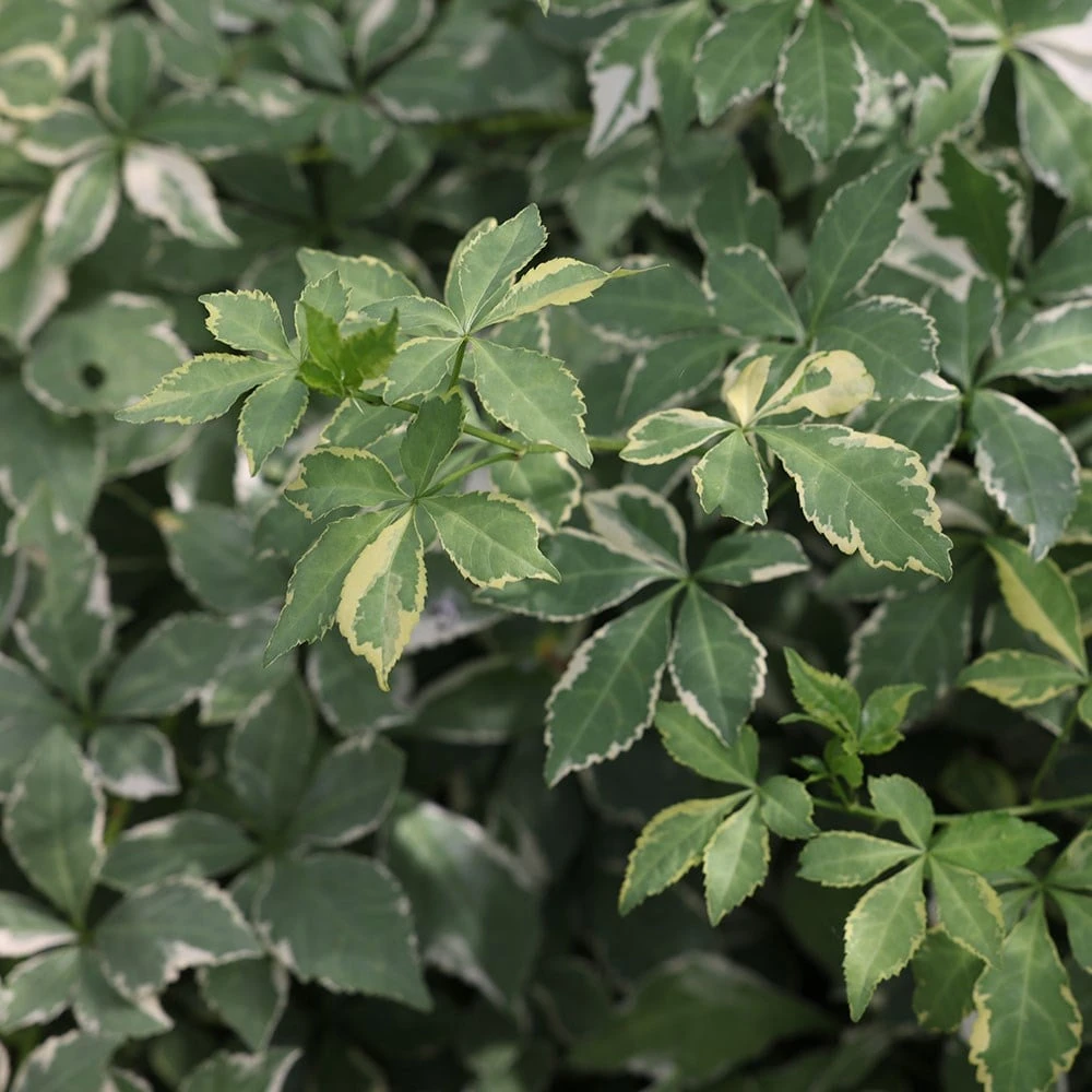 Eleutherococcus Sieboldianus 'Aureovariegatus' 2 Eleutherococcus Sieboldianus 'Aureovariegatus' - Image 2