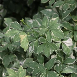 Eleutherococcus Sieboldianus 'Aureovariegatus' 5 Eleutherococcus Sieboldianus 'Aureovariegatus' -Cheap Plants Store pl2000046877 card3 lg