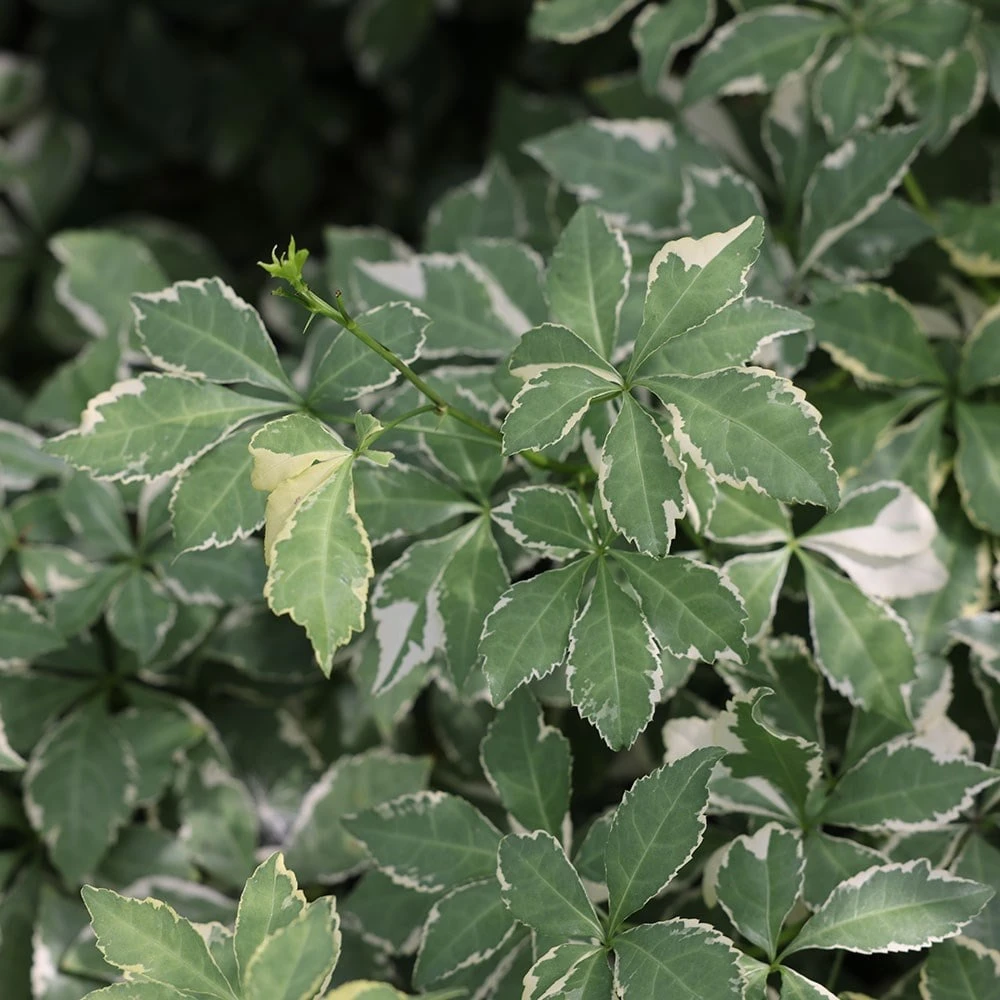 Eleutherococcus Sieboldianus 'Aureovariegatus' 3 Eleutherococcus Sieboldianus 'Aureovariegatus' - Image 3