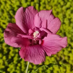 Hibiscus Syriacus Flower Tower Ruby ('Gandini Van Aart Ruby') (PBR) 5 Hibiscus Syriacus Flower Tower Ruby ('Gandini Van Aart Ruby') (PBR) -Cheap Plants Store pl2000046881 card3 lg