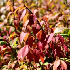 Euonymus Alatus 'Timber Creek'