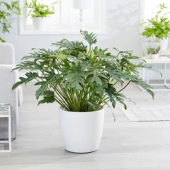 Philodendron Xanadu -Cheap Plants Store pl2000046911 card3 lg