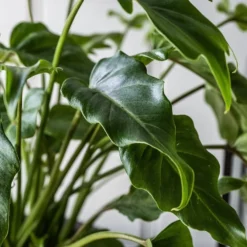Philodendron Xanadu -Cheap Plants Store pl2000046911 card4 lg
